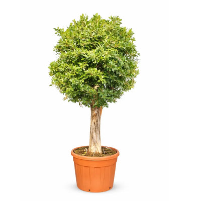 Ficus nitida in mastello D.69 H. 270/300 cm