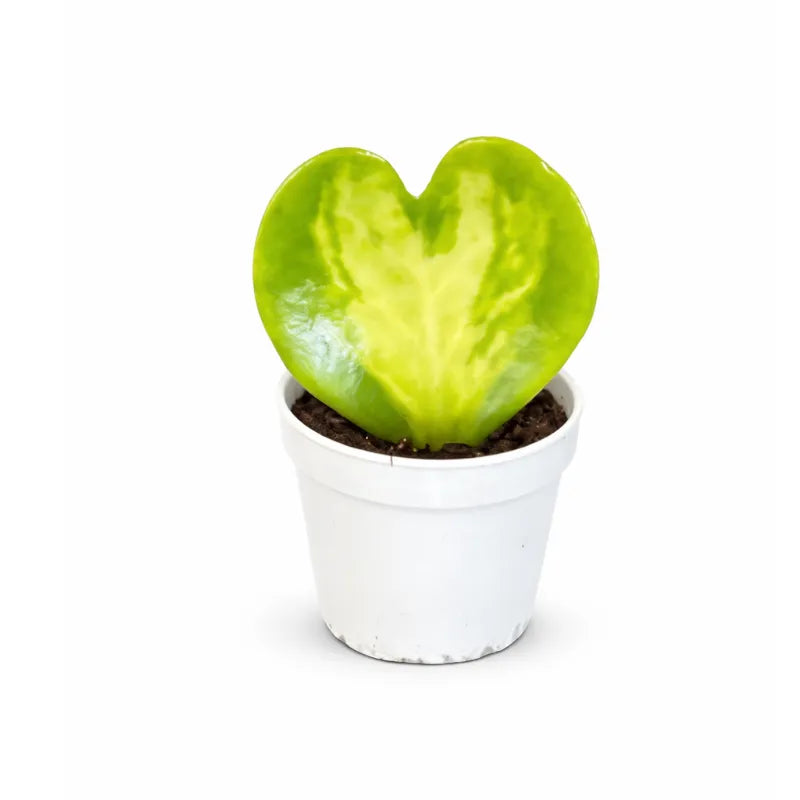 Hoya Kerrii Variegata - foglia a cuore singola in vaso D5.5 cm