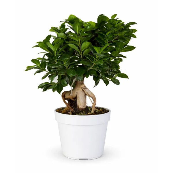 Bonsaï ginseng pot D.35 cm