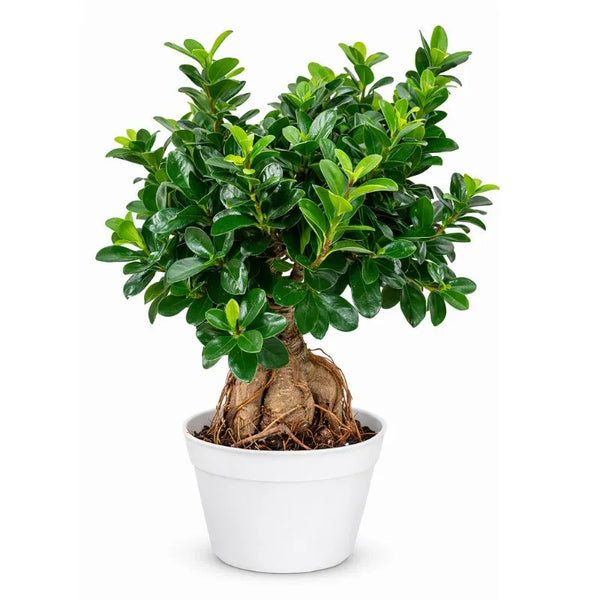 Bonsai ginseng in vaso plastica D.22