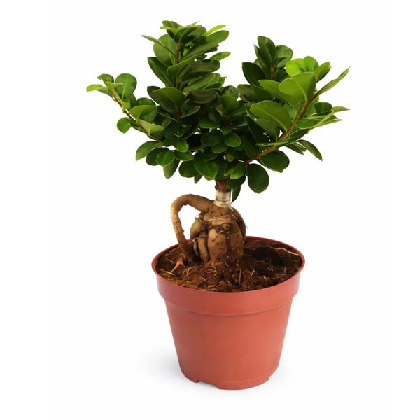 Ficus Ginseng Bonsai in plastic pot D.14