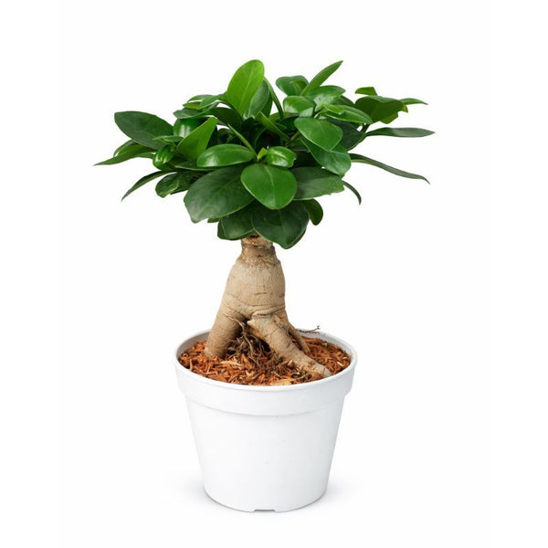 Bonsai Ficus Ginseng in pot D.12 H.35 cm