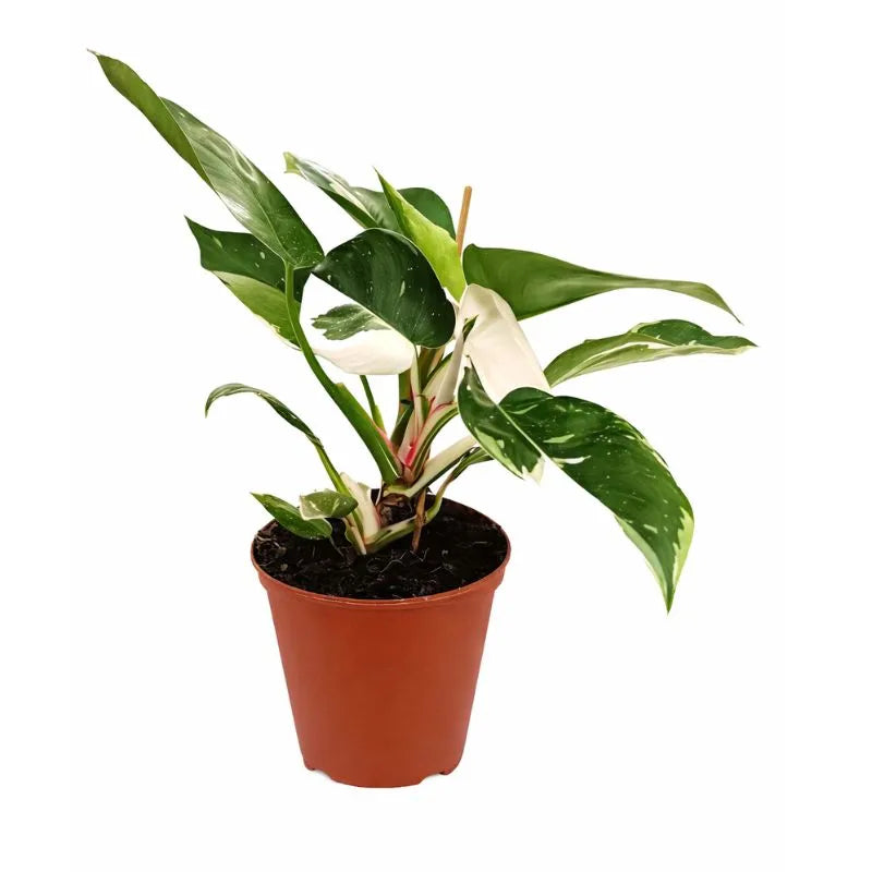 Philodendro white princess D.14 H.32 cm