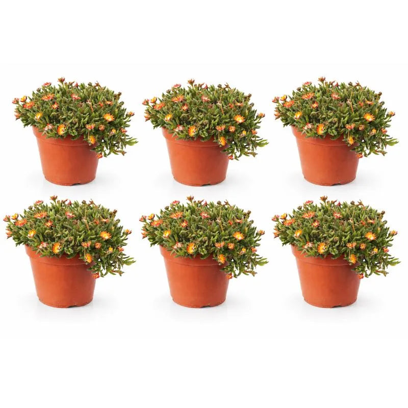 Delosperma couleurs mélangées D.14 H.25 cm