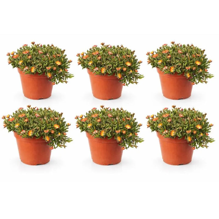 Delosperma couleurs mélangées D.14 H.25 cm