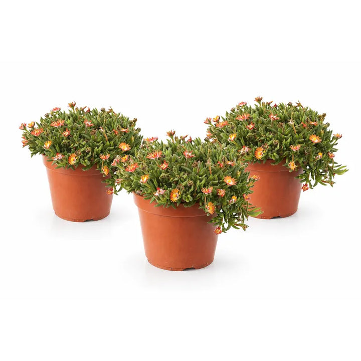 Delosperma couleurs mélangées D.14 H.25 cm