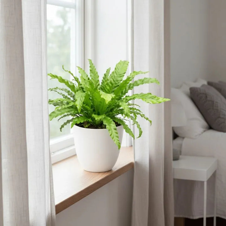 Asplenium Mix - pianta da interno in ambiente domestico moderno