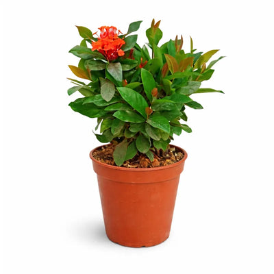 Ixora coccinea D.24 H.50 cm