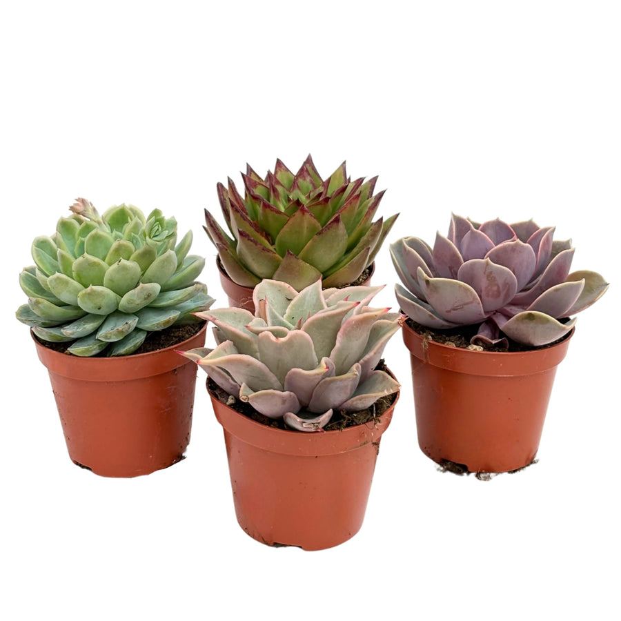 Piante succulente mix - Vaso da 8.5 cm con diverse varietà di succulente
