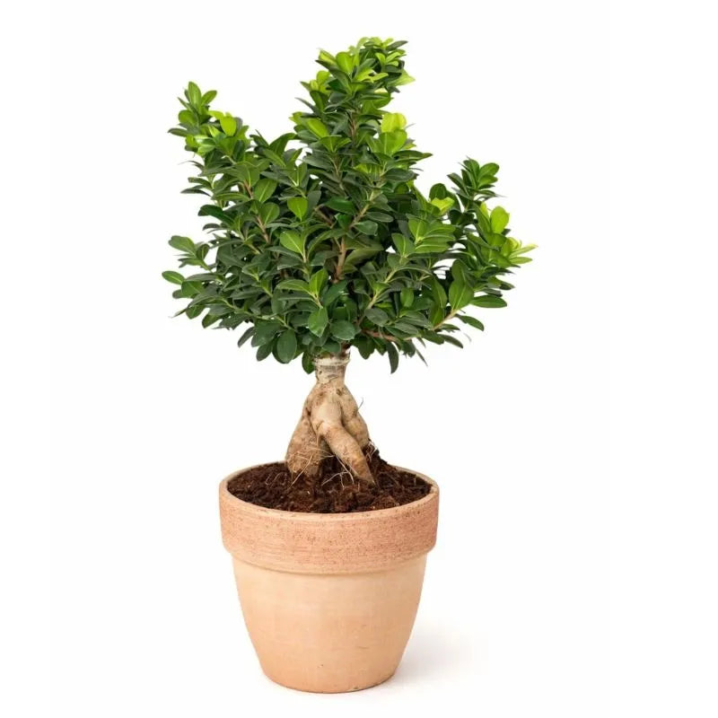 BONSAI F. GINSENG 1000 GR. IN TERRACOTTA PALLADIO D. 25
