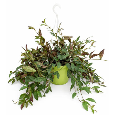 Aeschynanthus marmorata Bk.20 H.40 cm