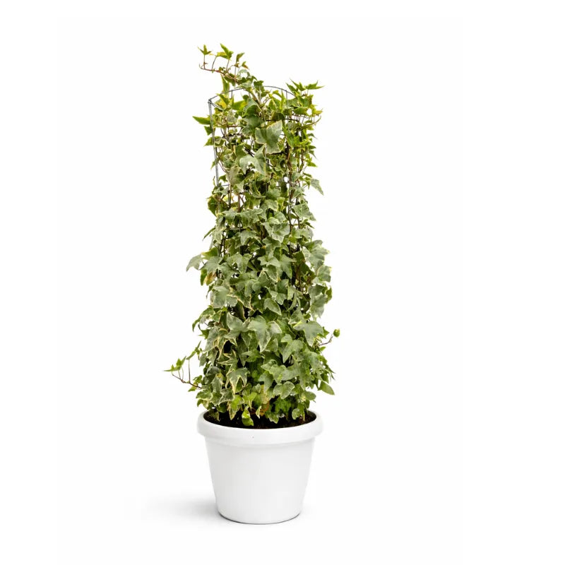Hedera helix colonnare - pianta da interno in vaso decorativo