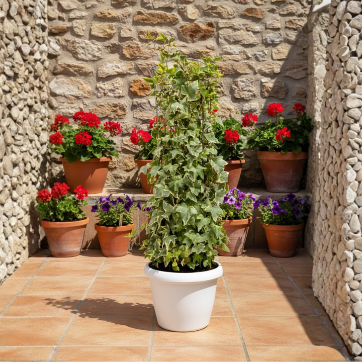 Columnar Ivy (Hedera helix) D. 22 H. 60 CM