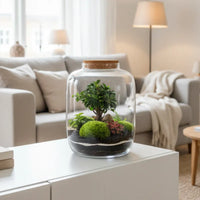 Terrarium piante da interno - Vista dall'alto del terrarium Zeno che mostra la composizione delle piante