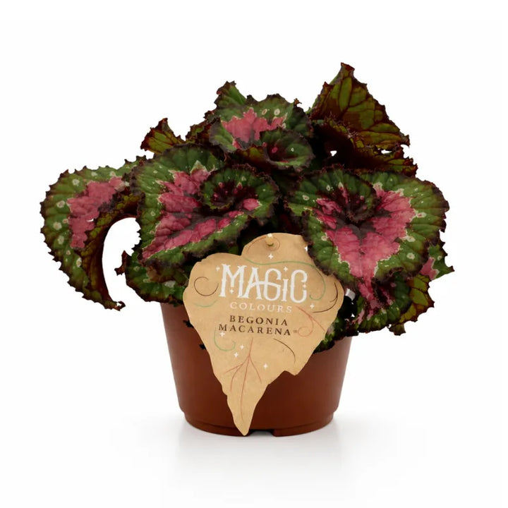 Begonia Magic Colours Mac - Pianta ornamentale con foglie variegate
