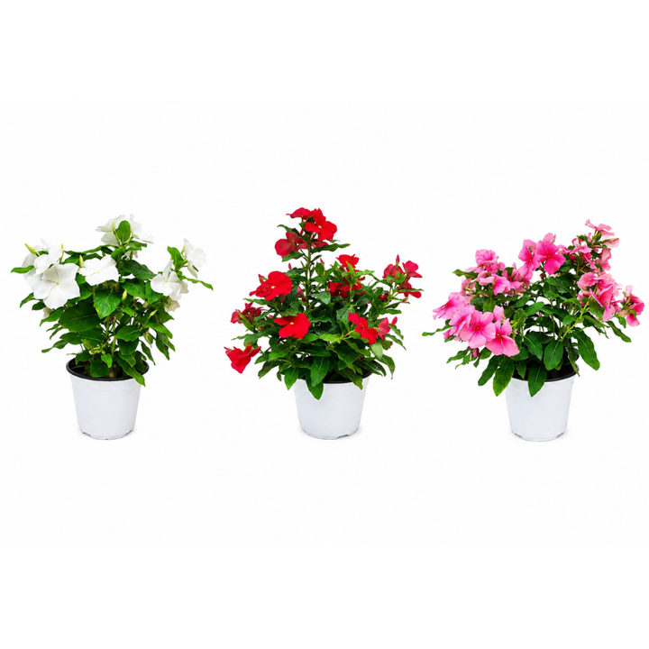 Upright Vinca D.14 H.30cm