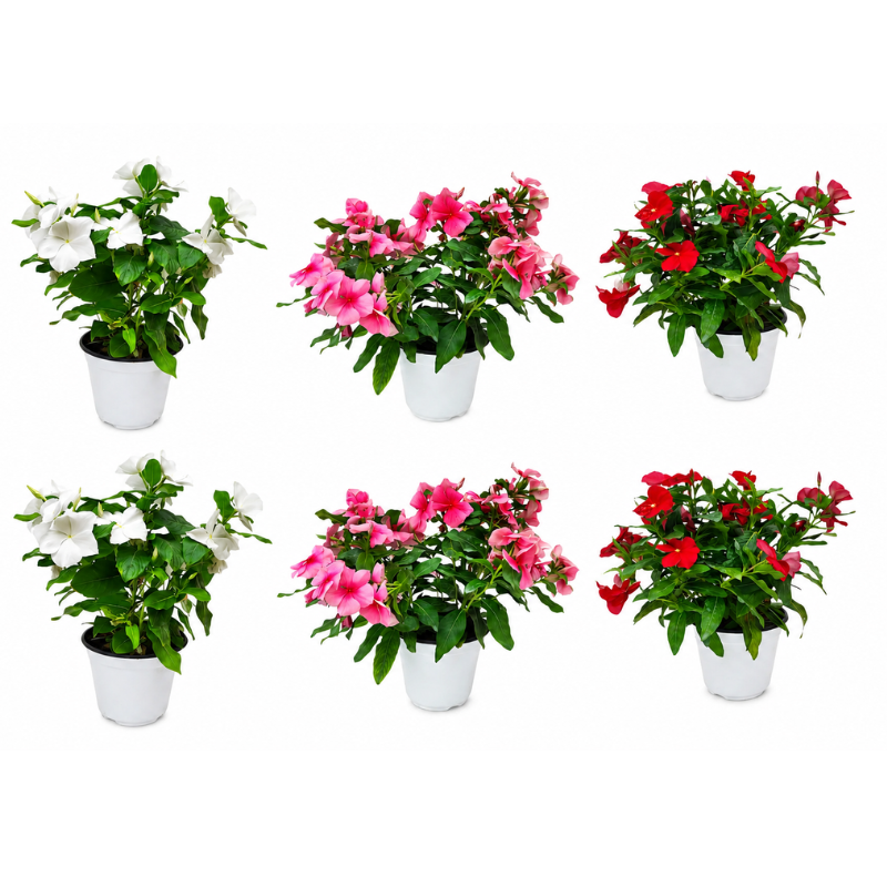Upright Vinca D.14 H.30cm