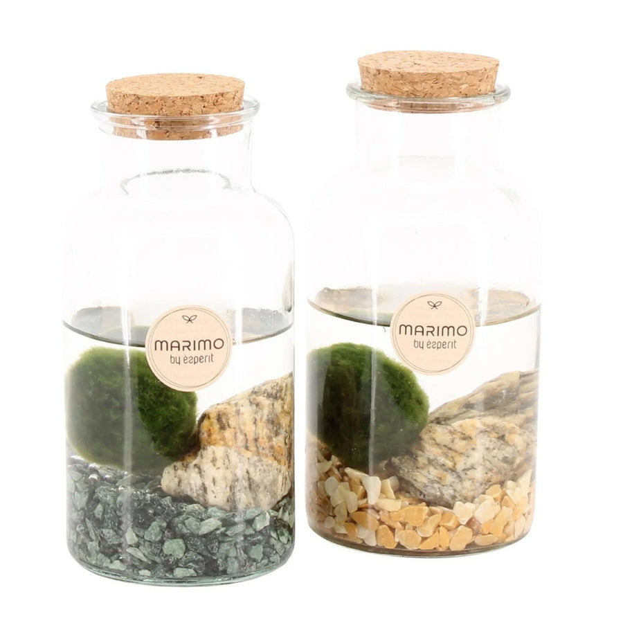 Marimo in ampolla di vetro - alga palla verde in contenitore trasparente