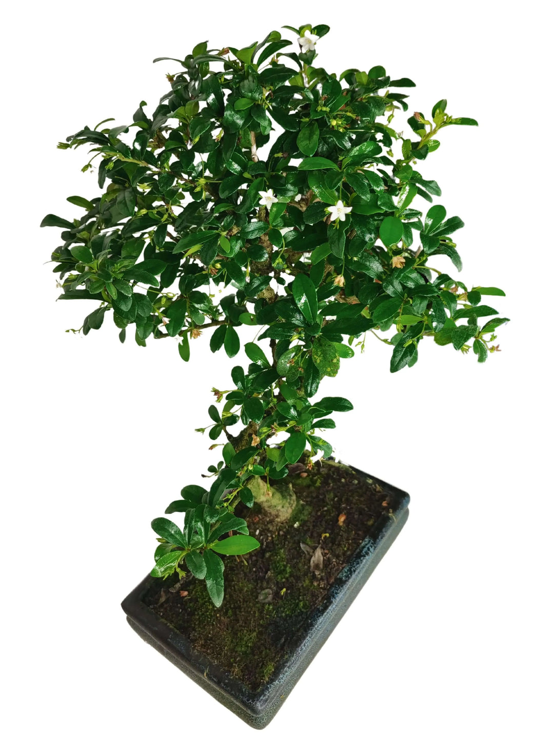 Bonsai Carmona S Shape in vaso, dettaglio tronco e foglie lucide