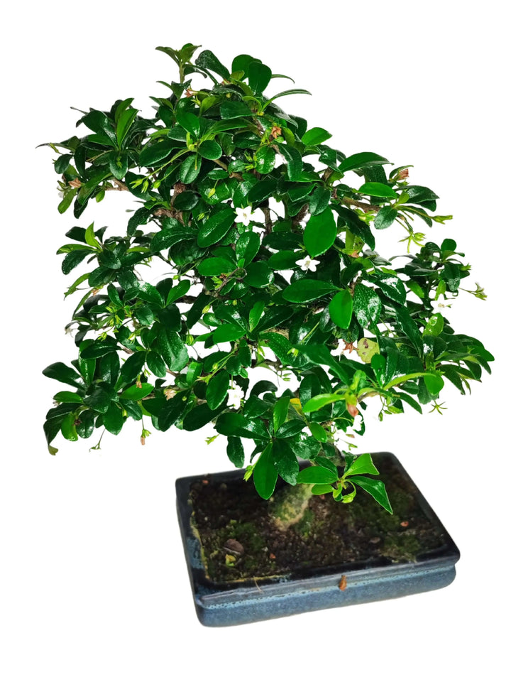 Bonsai Carmona S Shape 40 cm su sfondo chiaro - vista laterale