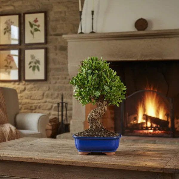 Bonsaï 12 ans Quercus suber - Collection Premium