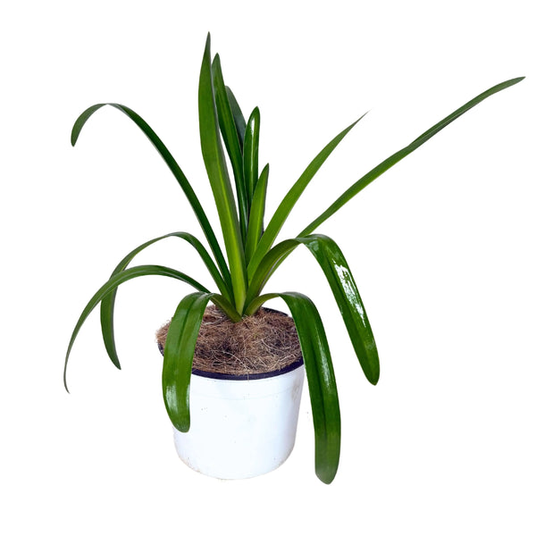 Agapanthus Africanus fiore bianco