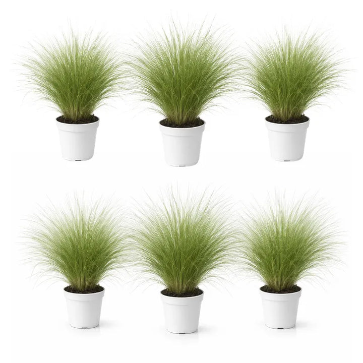 Stipa Tenuissima cura - pianta in un contesto di giardino roccioso con esposizione al sole