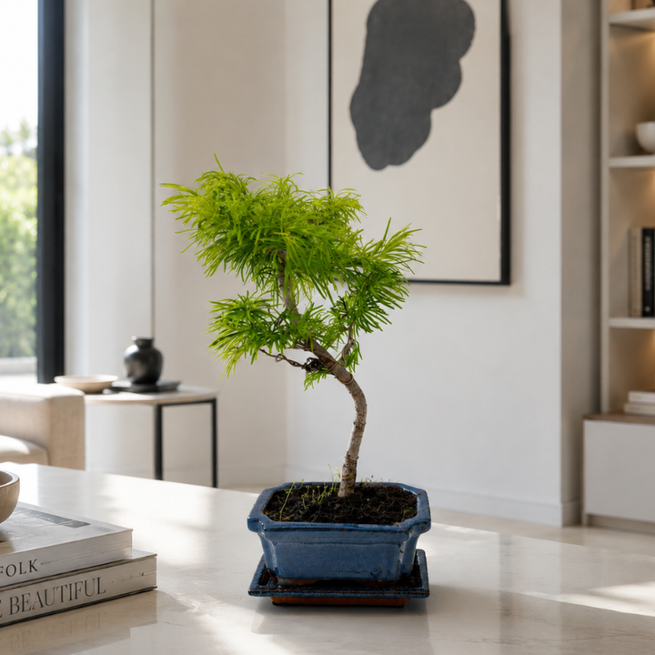 Bonsai Pseudolarix Amabilis dal portamento elegante con fogliame verde brillante in vaso blu decorativo all’interno di un soggiorno minimal.