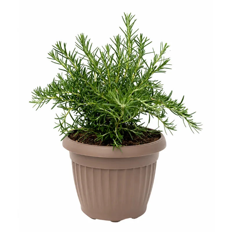 rosmarino officinale in vaso marrone pianta aromatica sempreverde da cucina