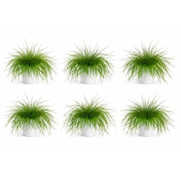 Sei esemplari di Russelia equisetiformis in vaso con caratteristico fogliame verde filiforme e crescita ricadente.