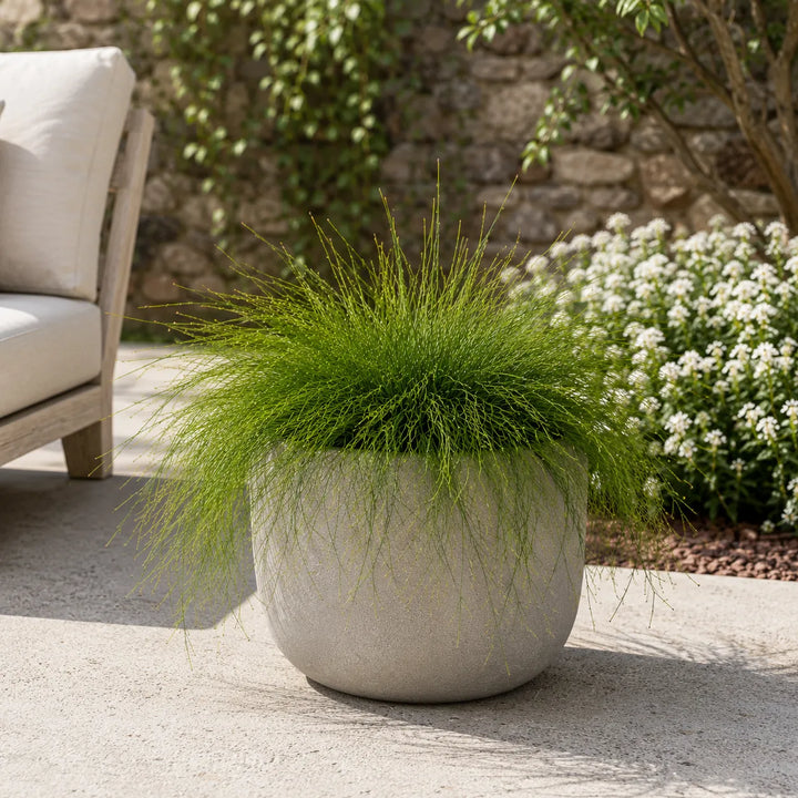 Russelia equisetiformis coltivata in grande vaso decorativo su terrazza, apprezzata per il fogliame leggero e l'effetto cascata.
