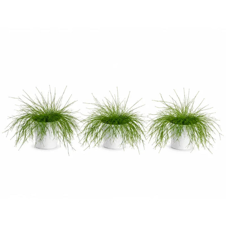 Tre piante di Russelia equisetiformis in vaso bianco con fogliame sottile e decorativo adatto a balconi e aiuole.