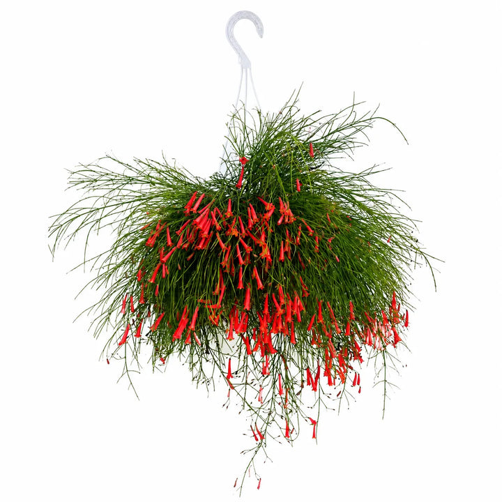 Pianta di Russelia in basket sospeso con portamento ricadente e numerosi fiori rossi decorativi, perfetta per balconi, pergolati e verande luminose.
