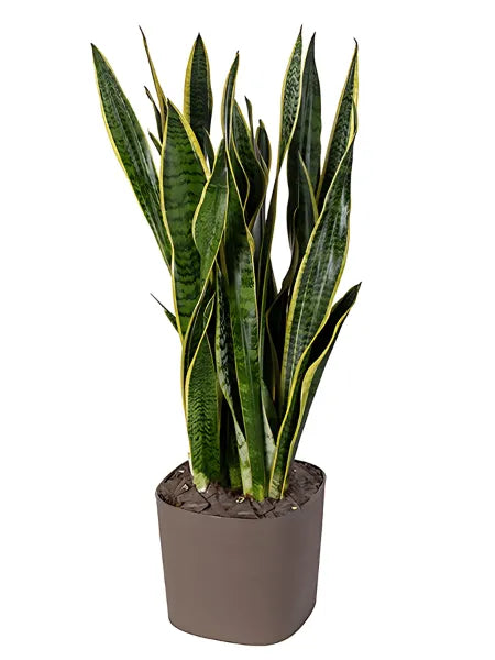 Sansevieria Laurentii - Plant Height 80 cm