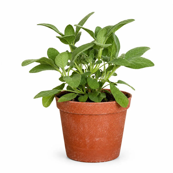 Salvia maxima D.14 H.40 cm