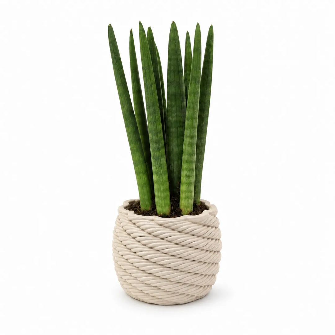 Pianta Sansevieria Cylindrica con foglie cilindriche erette coltivata in vaso di ceramica artigianale Carina, isolata su sfondo bianco.
