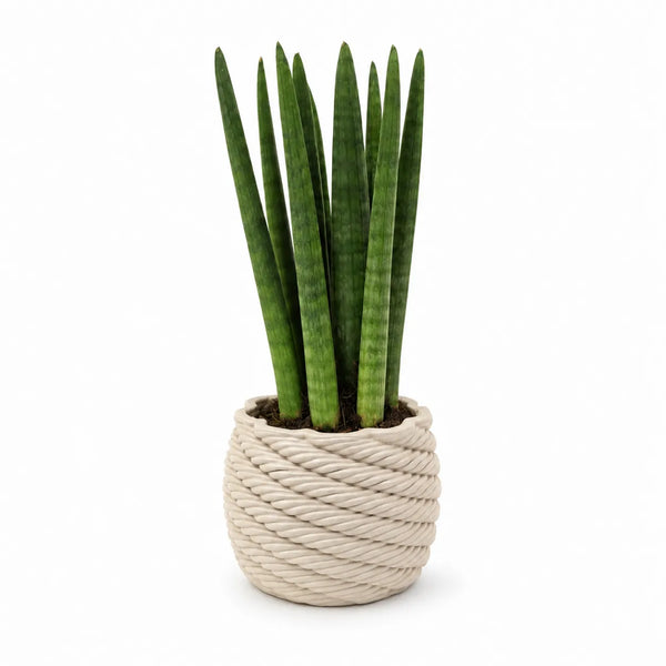 Sansevieria cylindrica en pot de céramique artisanale Carina D.10 cm