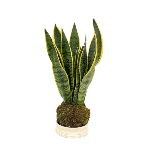 Kokedama di Sansevieria laurentii con base decorativa