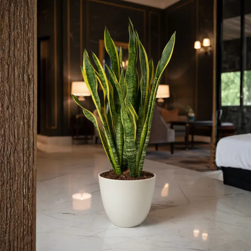 Sansevieria Laurentii Extra - vista dall'alto del fogliame