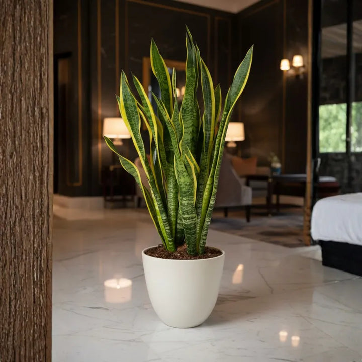 Sansevieria Laurentii Extra - vista dall'alto del fogliame
