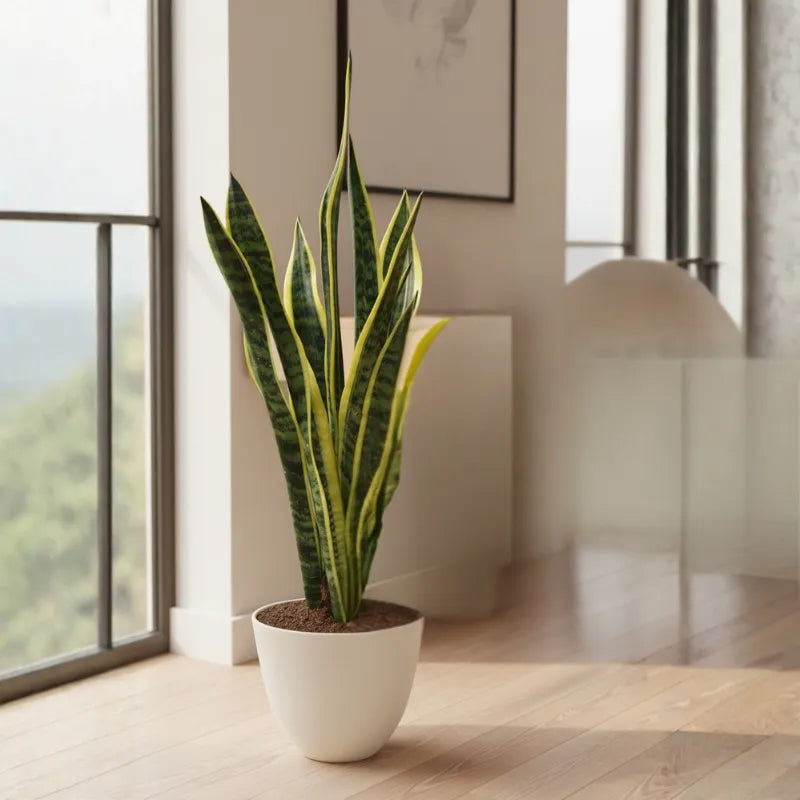 Sansevieria Laurentii - pianta con vaso decorativo, dettaglio delle radici