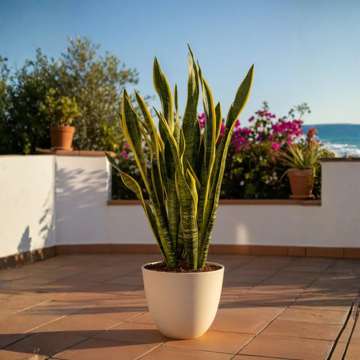 Sansevieria Laurentii Extra 120 cm - pianta in vaso in ambiente interno moderno