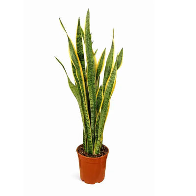 Sansevieria Laurentii D.21 H.80/90 cm