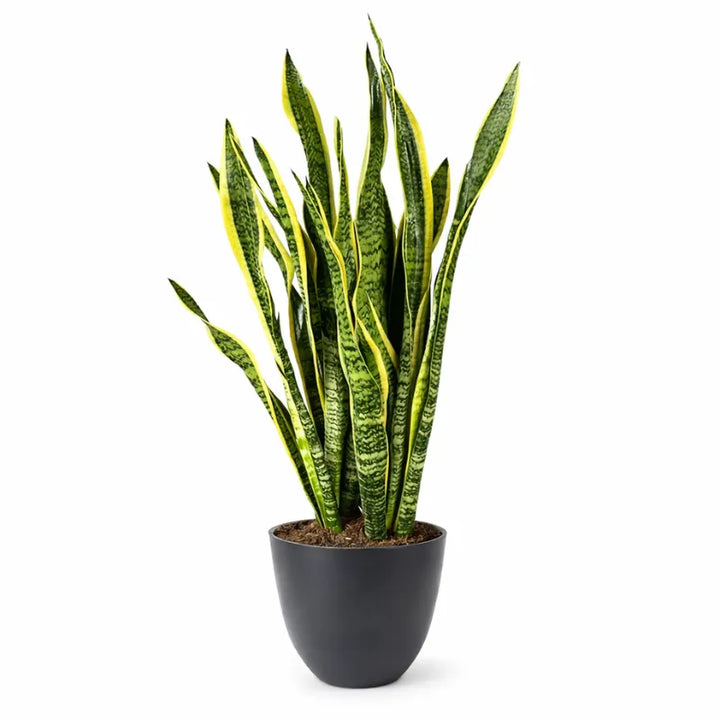 Sansevieria Laurentii Extra - pianta in vaso antracite, design minimalista
