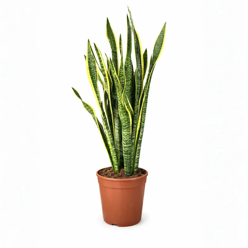 Sansevieria Laurentii Extra - pianta in vaso plastica, armonia naturale