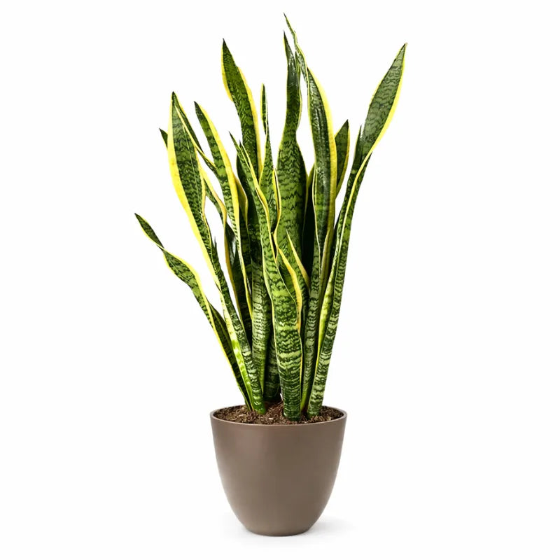 Sansevieria Laurentii Extra - pianta in vaso tortora, contrasto moderno