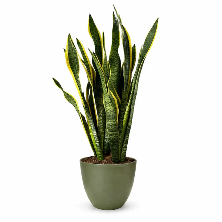 Sansevieria Laurentii Extra - pianta in vaso verde, tonalità neutre