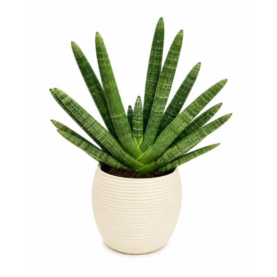 Sansevieria swasdii in vaso Sally  D.17 H.43 cm