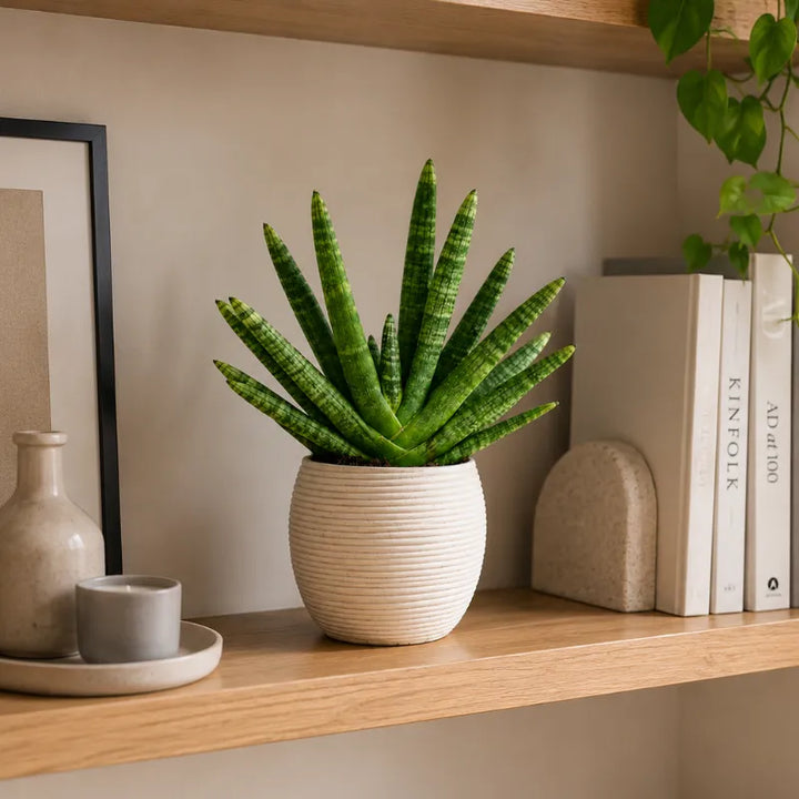 Sansevieria Swasdii con foglie verdi slanciate in vaso decorativo Sally appoggiata su mensola in legno.
