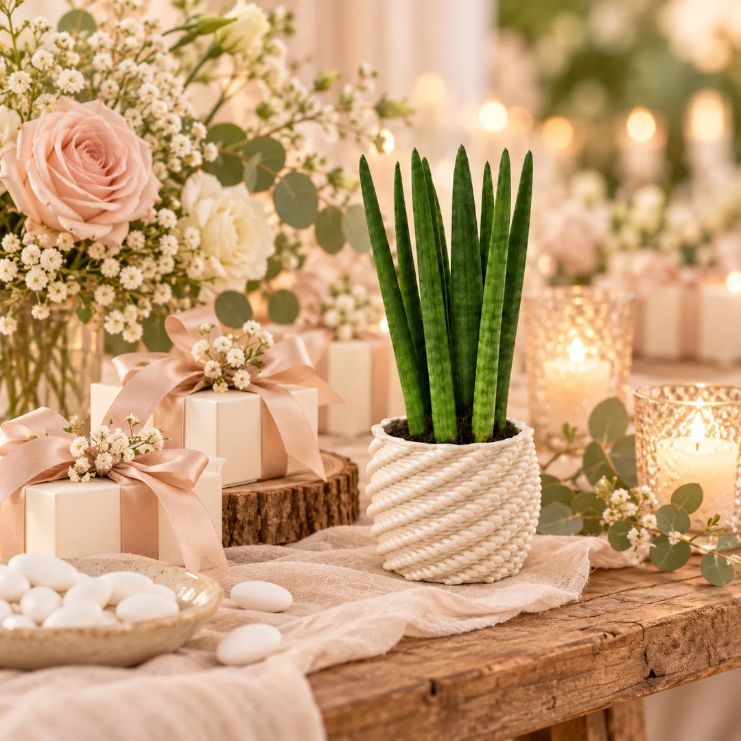 Sansevieria cylindrica in vaso Carina bianco ambientata su tavolo da matrimonio, idea bomboniera green con pianta